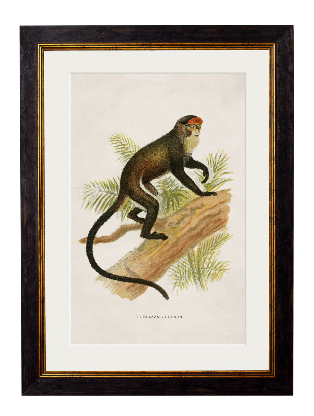 c.1910 Collection of Primates - TheArtistsQuarter