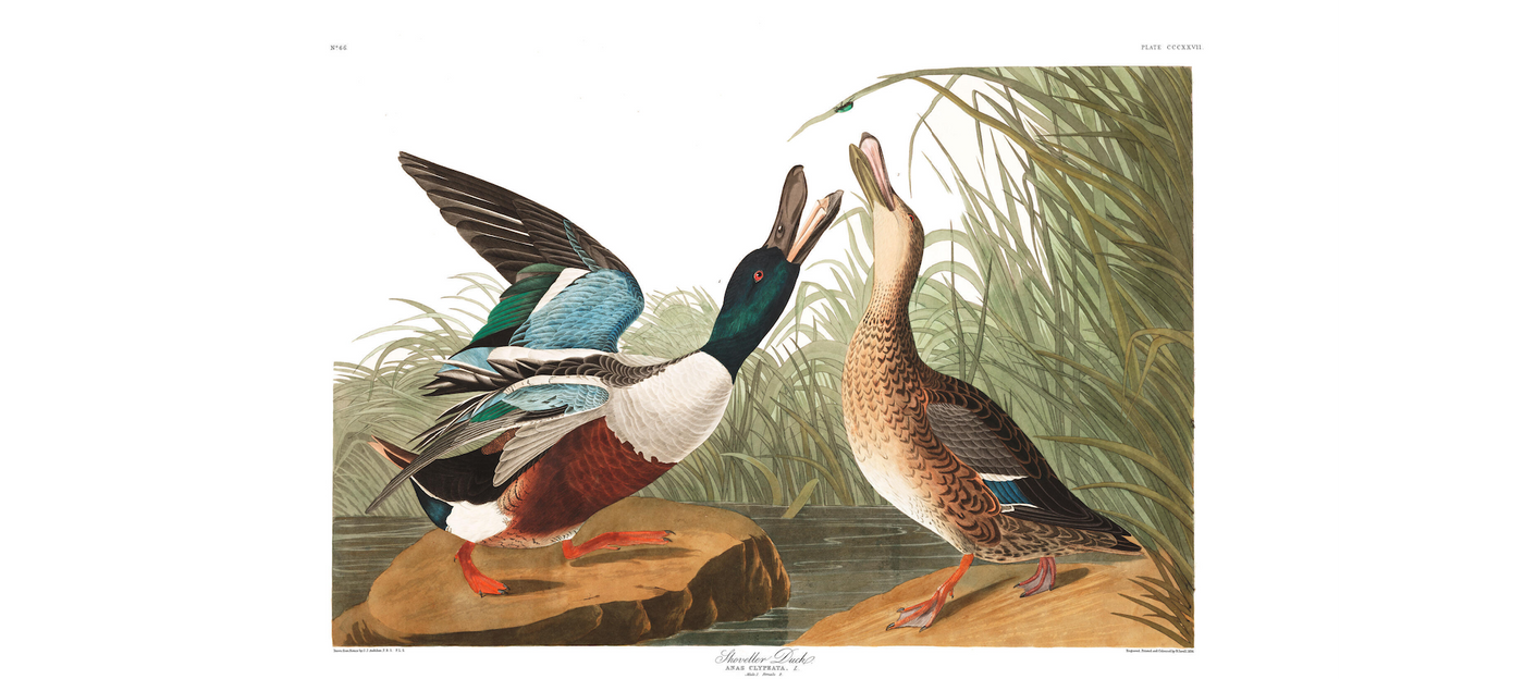 Water Birds X By James Audubon Shoveller Duck - TheArtistsQuarter