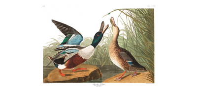 Water Birds X By James Audubon Shoveller Duck - TheArtistsQuarter
