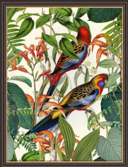 Exotic Jungle Birds By Andrea Haase - TheArtistsQuarter