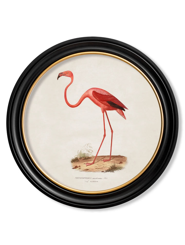 c.1830 Flamingo - Round Frame - TheArtistsQuarter