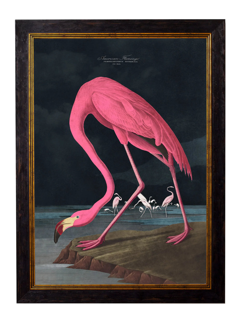 c.1838 Audubon's Flamingo - Dark - TheArtistsQuarter