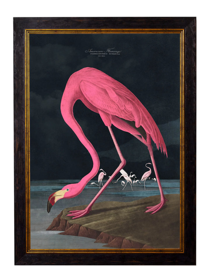 c.1838 Audubon's Flamingo - Dark - TheArtistsQuarter