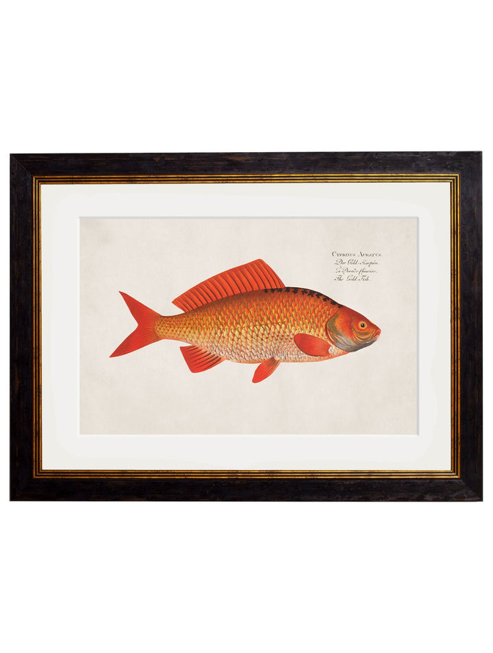 c.1785 Goldfish and Golden Orfe - Round Frame - TheArtistsQuarter