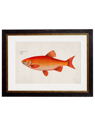 C.1785 GOLD FISH - TheArtistsQuarter