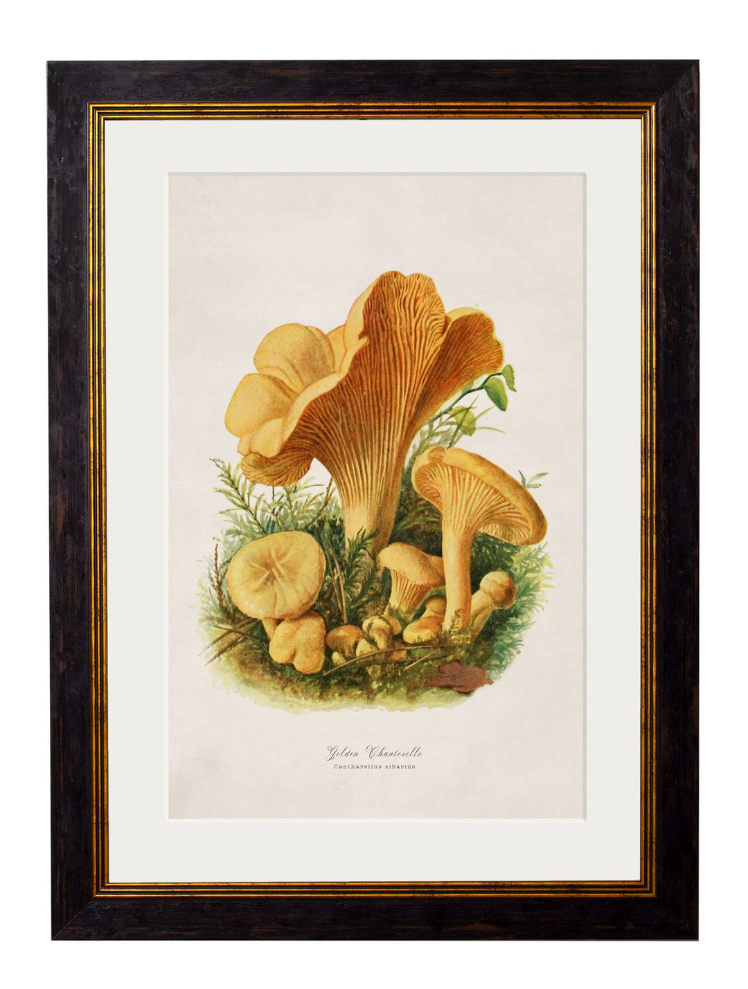 c.1913 Edible Mushrooms - TheArtistsQuarter