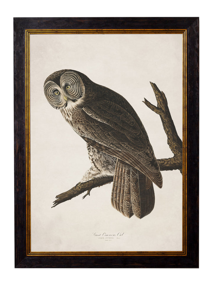 c.1838 Audubon's Owls - TheArtistsQuarter