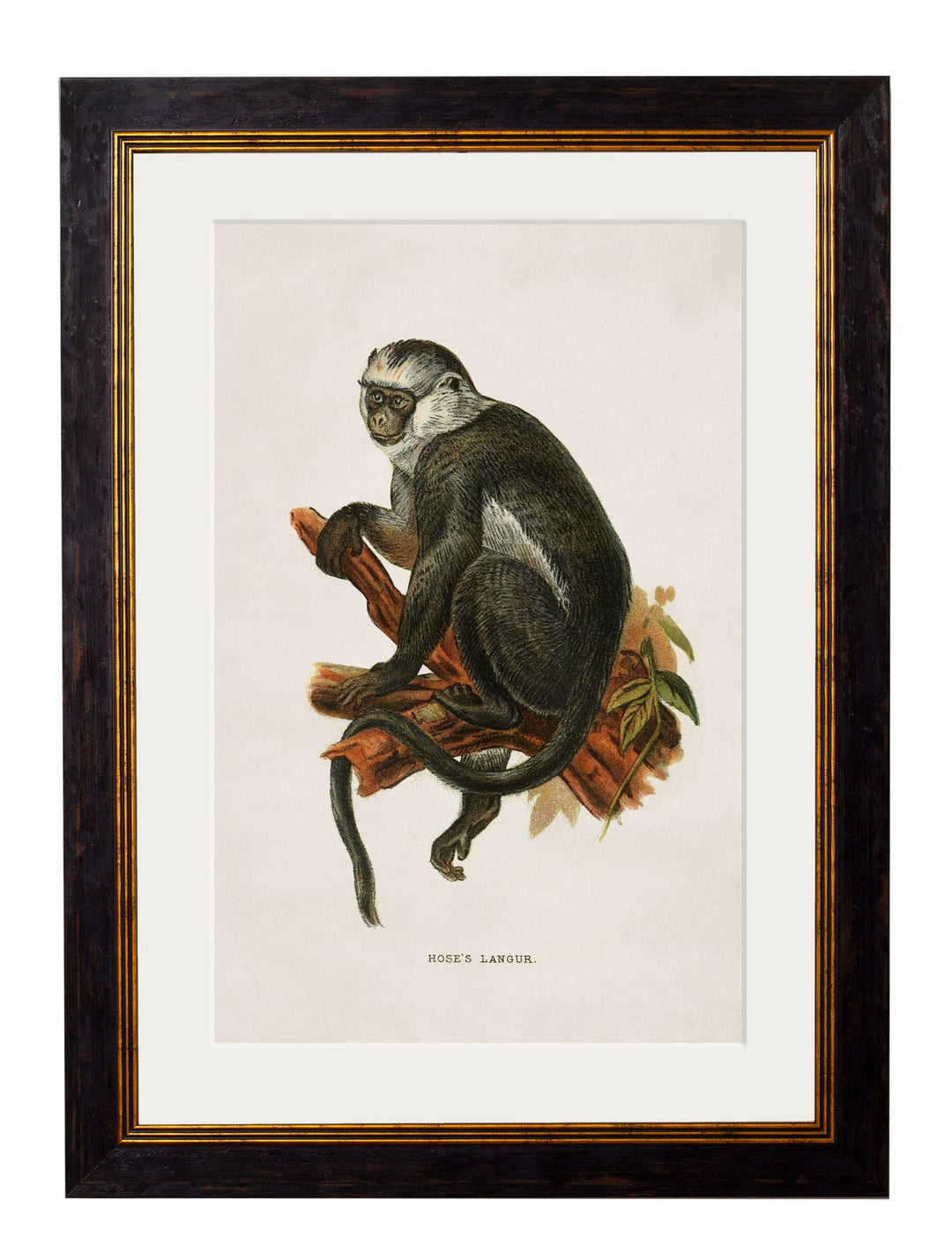 c.1910 Collection of Primates - TheArtistsQuarter