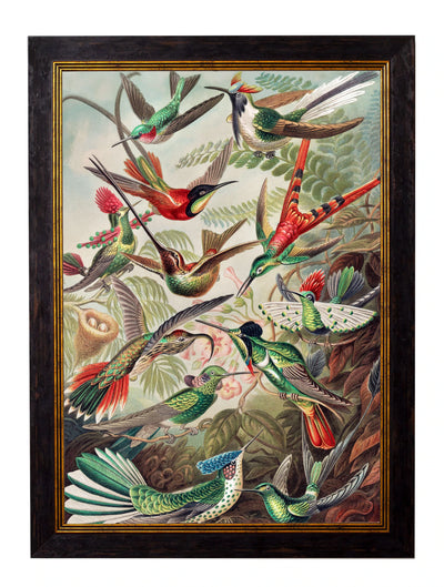 C.1904 HAECKEL HUMMINGBIRDS - TheArtistsQuarter
