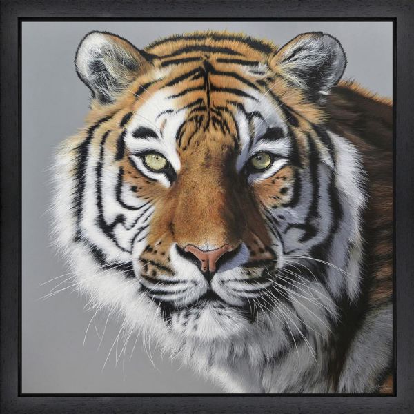 Amur Tiger By Martin Robson Limited Edition - TheArtistsQuarter