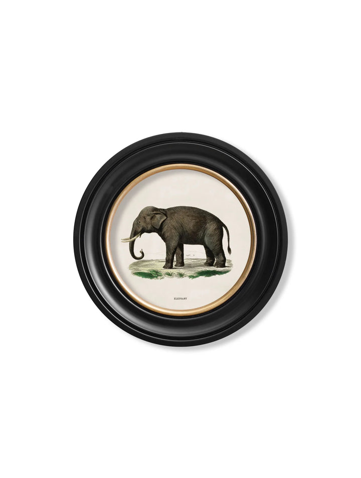 c.1846 Elephants in Round Frame - TheArtistsQuarter