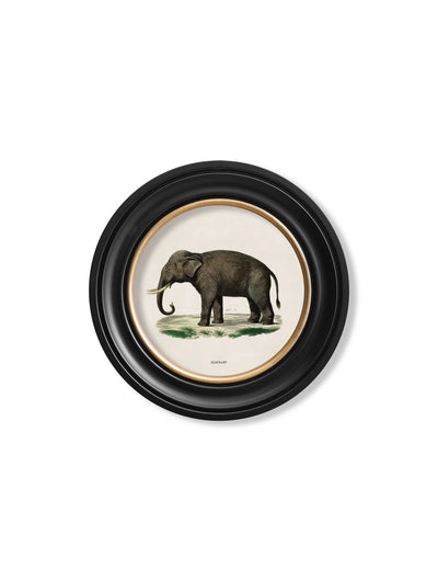 C.1846 ELEPHANTS IN ROUND FRAME - TheArtistsQuarter