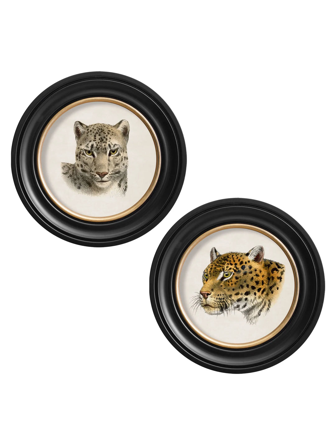 C.1901 Leopards Round Frame - TheArtistsQuarter