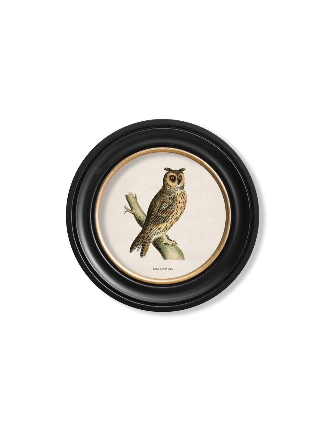 c.1870 British owls in Round Frames - TheArtistsQuarter