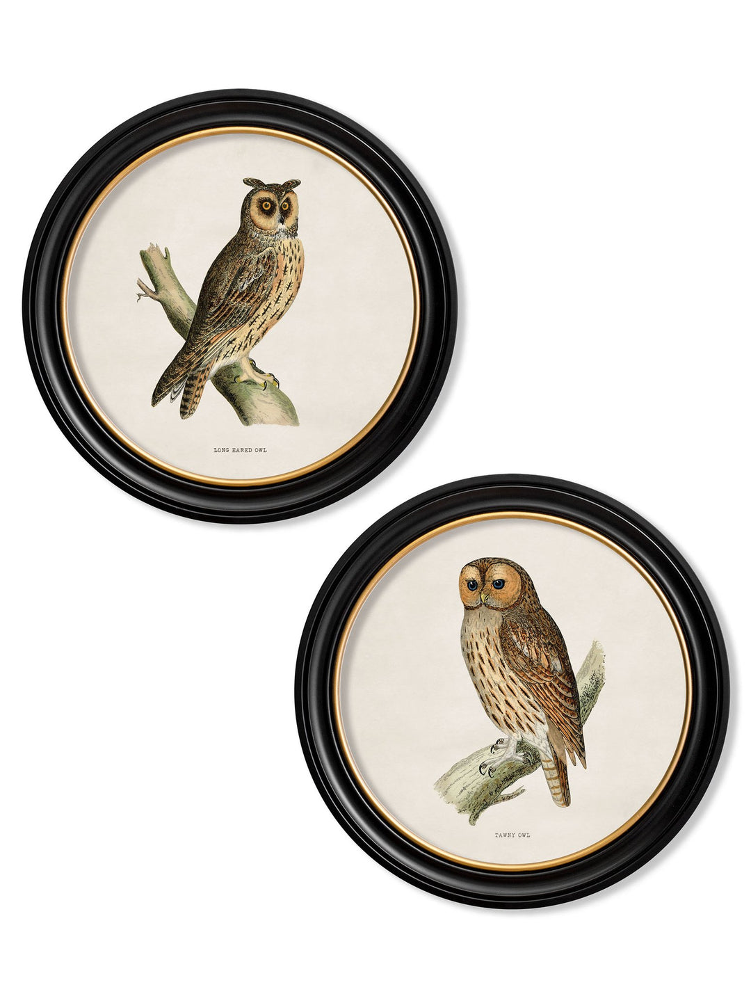 c.1870 British owls in Round Frames - TheArtistsQuarter