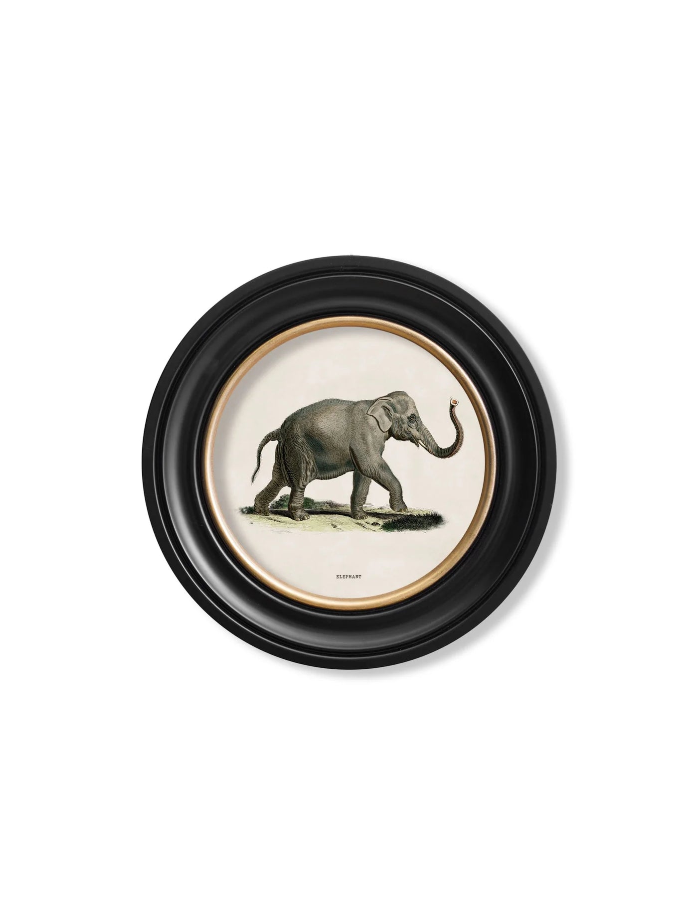 C.1846 ELEPHANTS IN ROUND FRAME - TheArtistsQuarter