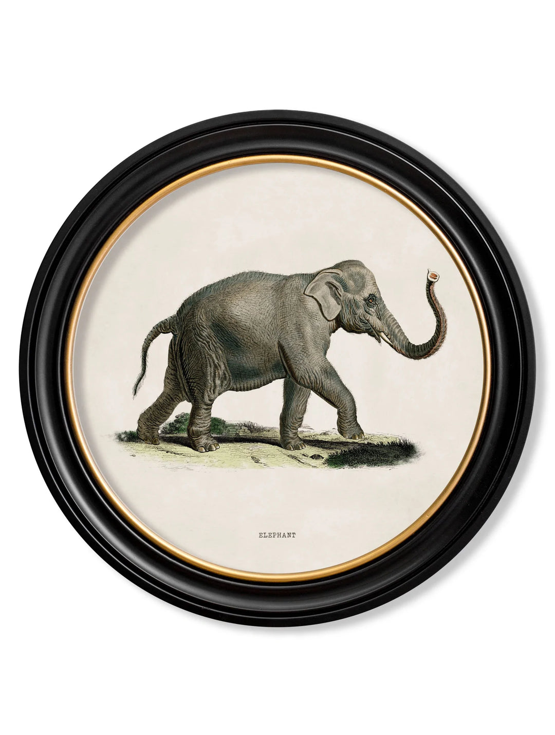 c.1846 Elephants in Round Frame - TheArtistsQuarter