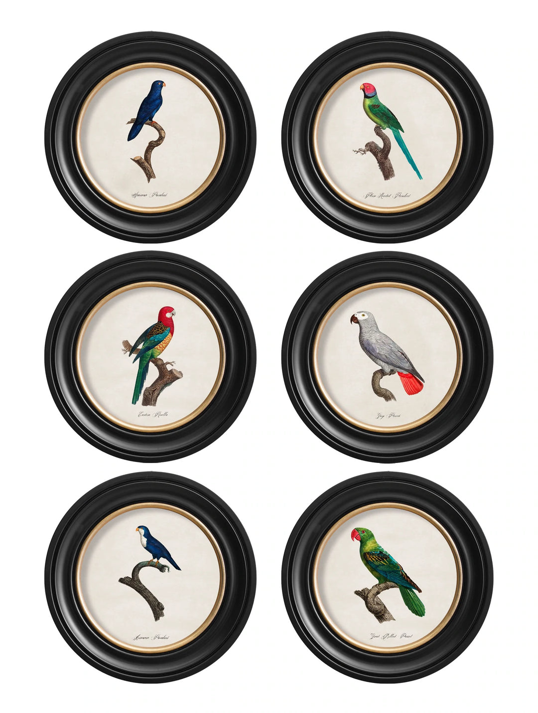 C.1800's Collection of Parrots in Round Frames 1 - TheArtistsQuarter