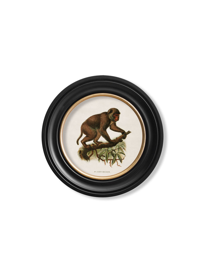 c.1910 Collection of Primates in Round Frames - TheArtistsQuarter