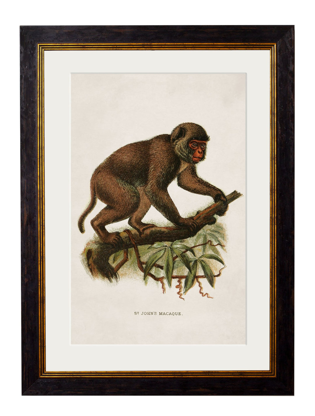 c.1910 Collection of Primates - TheArtistsQuarter