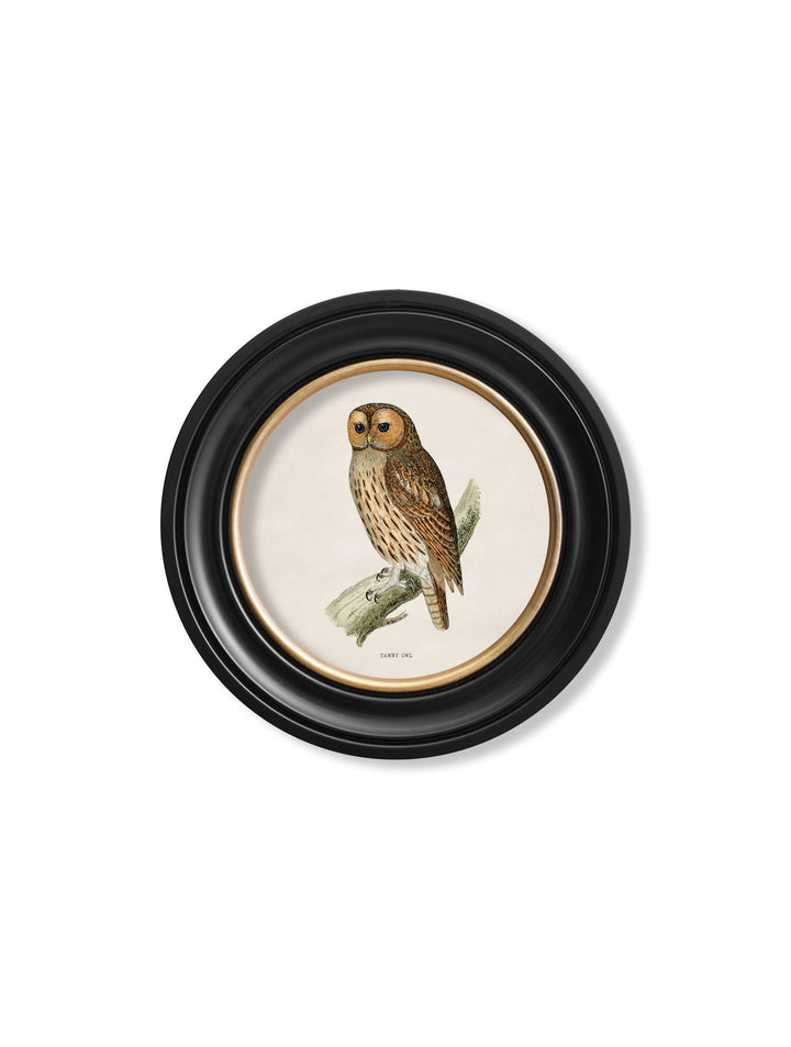 c.1870 British owls in Round Frames - TheArtistsQuarter