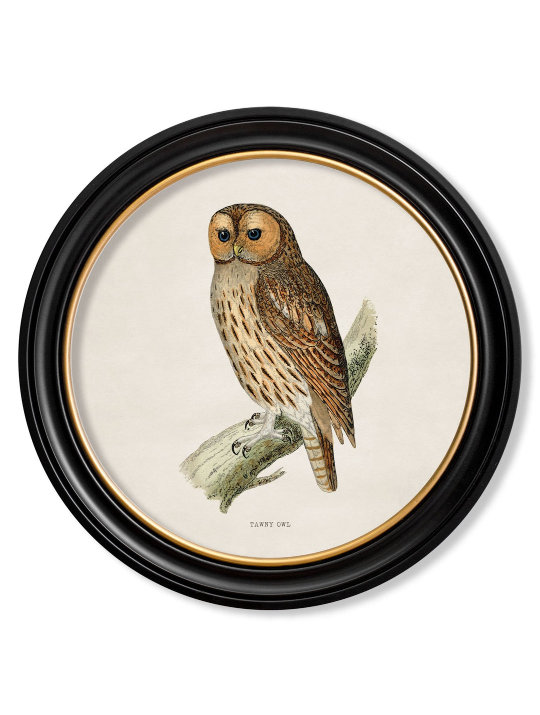 c.1870 British owls in Round Frames - TheArtistsQuarter