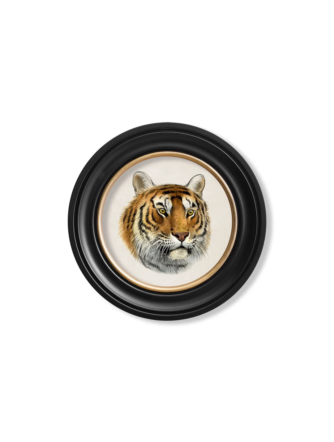 C.1901 Tiger Round Frame - TheArtistsQuarter