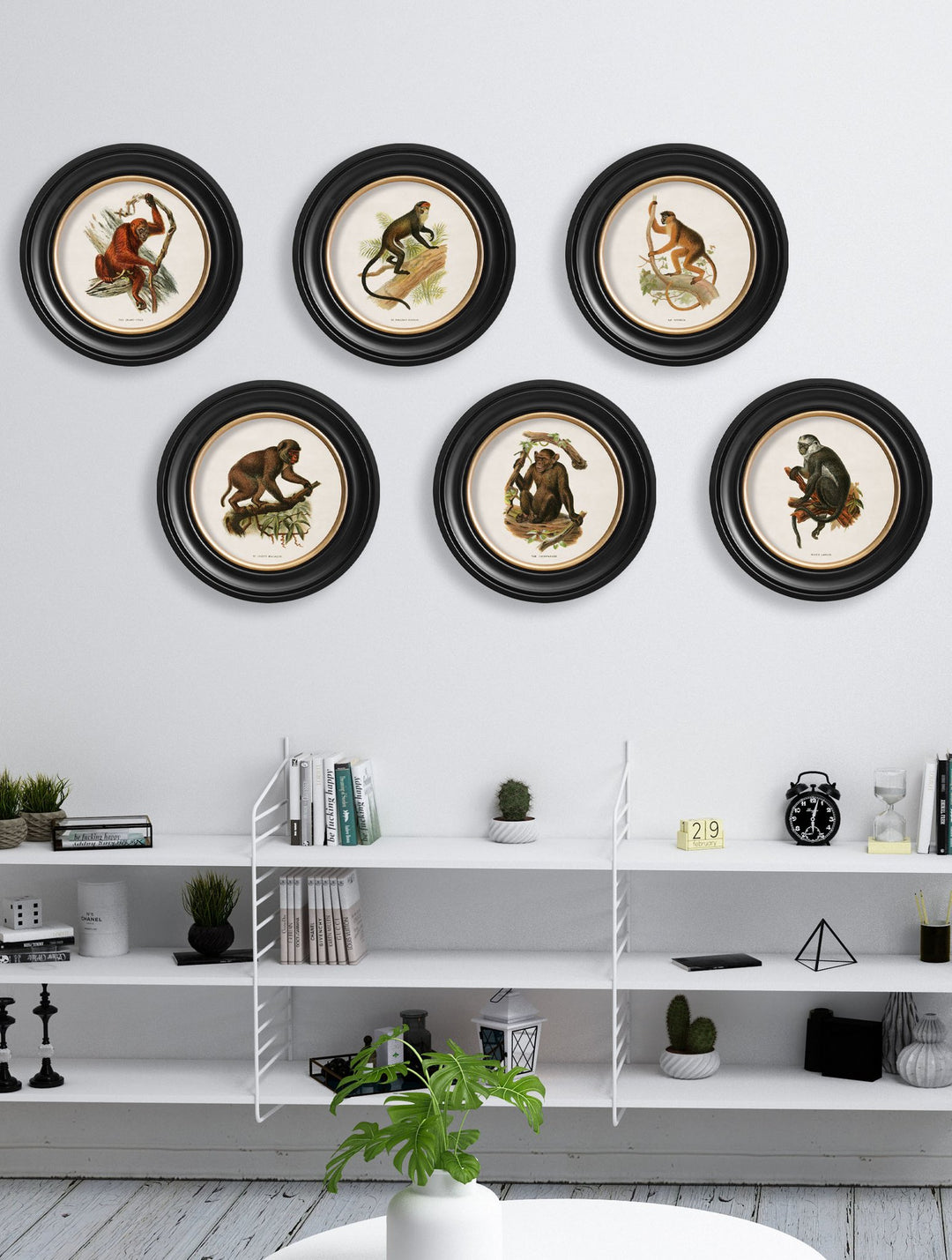 Primates Collection Primates TA – The Artists Quarter